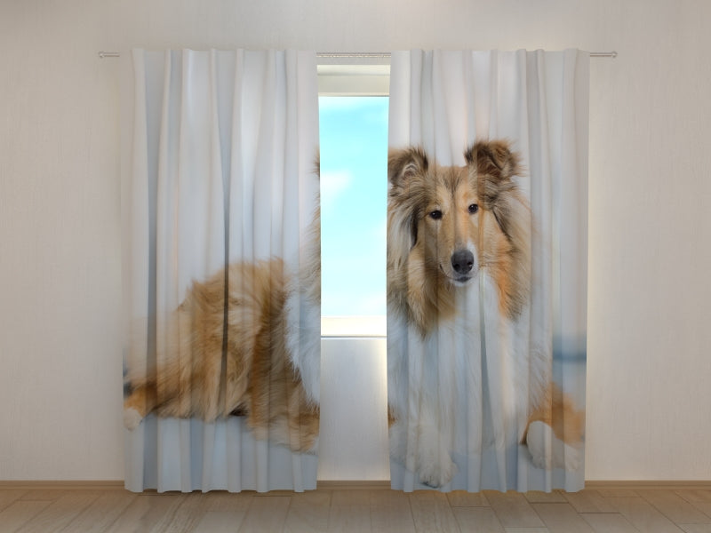 Foto Tende Magnifico Collie