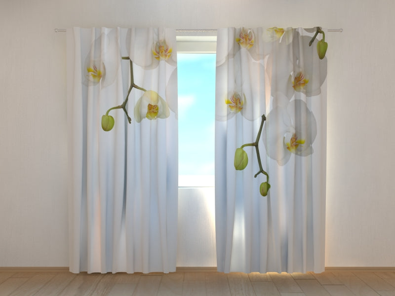 Foto Tende Grandi Orchidee