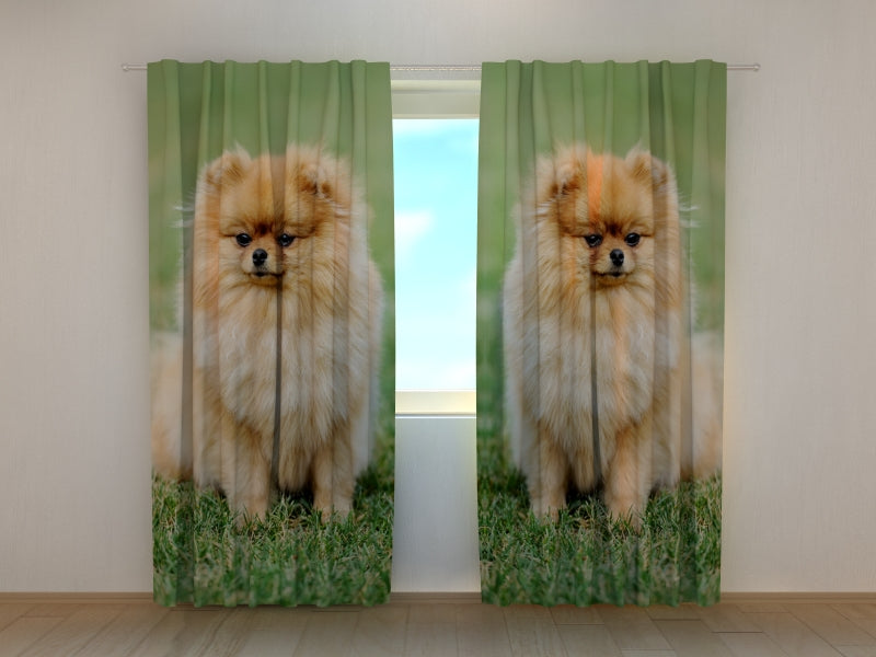 Foto Tende Pomerania Marroni