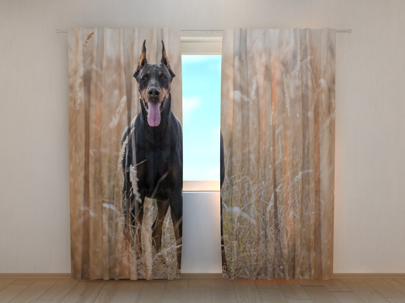 Foto Tende Pinscher nell'Erba Dorata