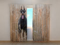 Foto Tende Pinscher nell'Erba Dorata