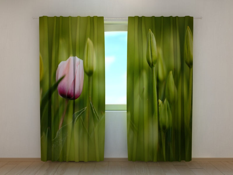 Foto Tende Primo Tulipano Rosa