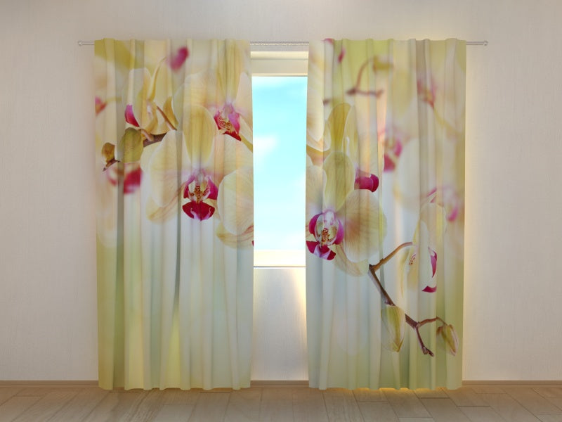 Foto Tende Orchidee Dorate