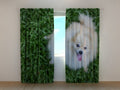 Foto Tende Pomerania Felice
