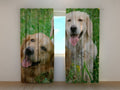 Foto Tende Labrador sul Prato