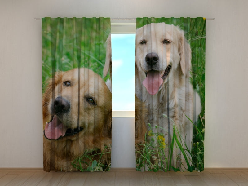 Foto Tende Labrador sul Prato