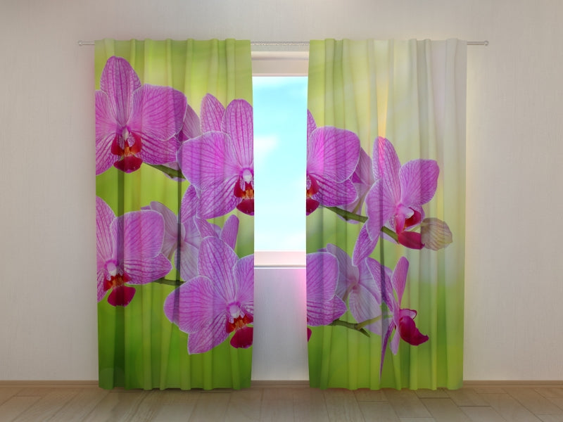Foto Tende Orchidea Romantica
