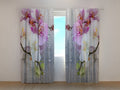 Foto Tende Orchidee e Pioggia
