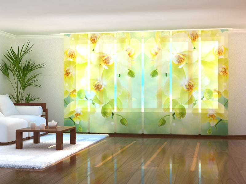 Set di 6 Tende a Pannello Bellissime Orchidee di Limone