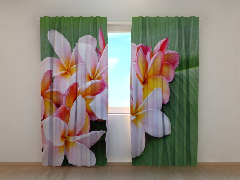 Foto Tende Fiori di Plumeria