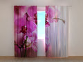 Foto Tende Orchidea Color Porpora