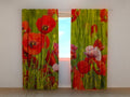 Foto Tende Papaveri Papaveri Rossi