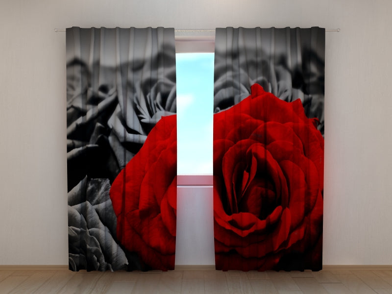 Foto Tende Rosa Rossa in Bianco e Nero