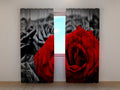 Foto Tende Rosa Rossa in Bianco e Nero