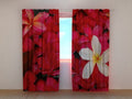 Foto Tende Fiori Scarlatti
