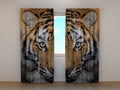 Foto Tende Tigre Siberiana