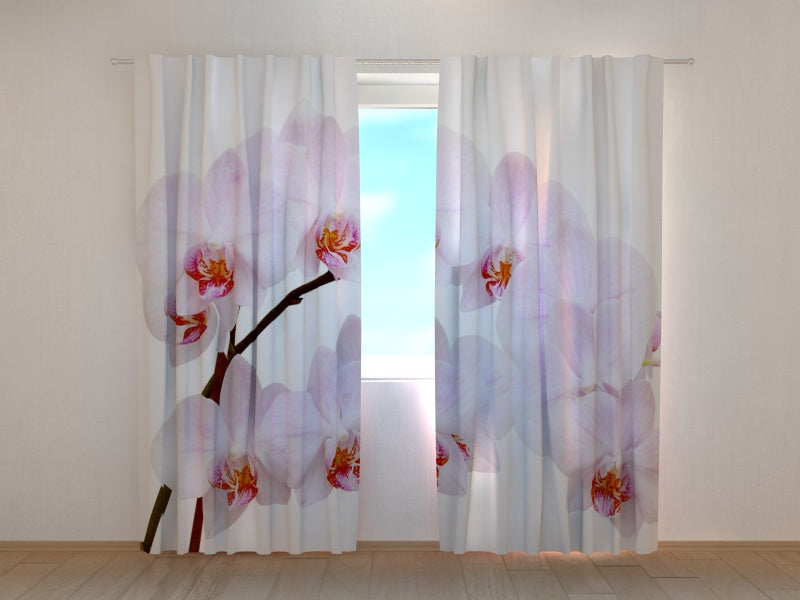 Foto Tende Orchidea Candida