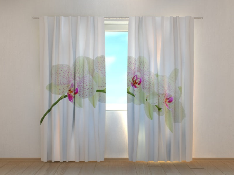 Foto Tende Ramoscello di Orchidea Bianca