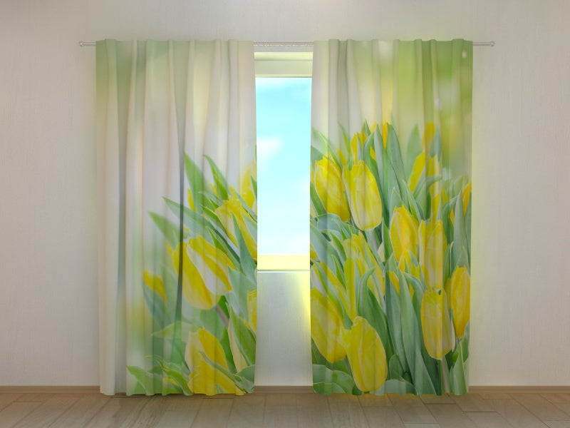 Foto Tende Vivaci Tulipani Gialli Primaverili
