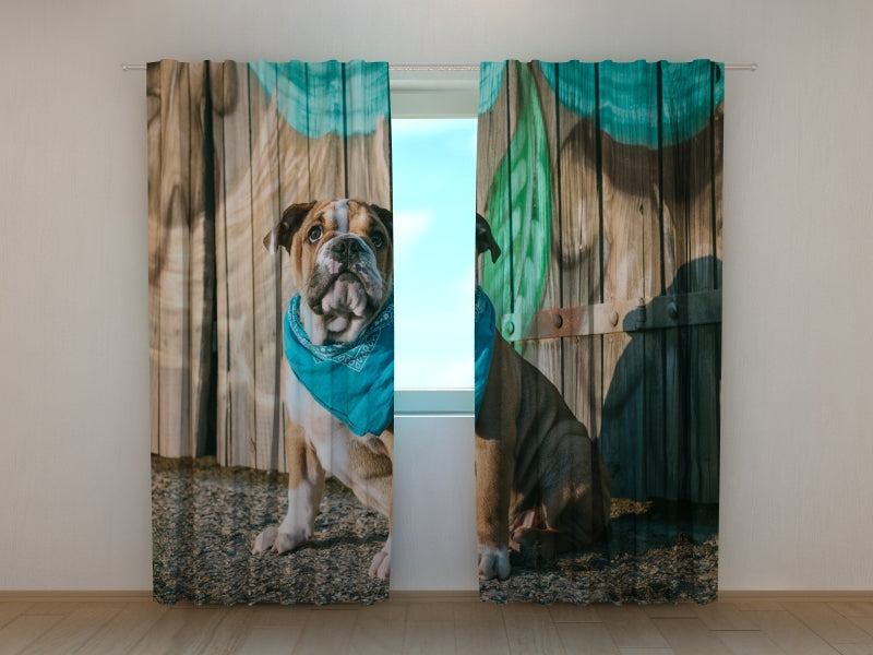 Foto Tende Cucciolo di Bulldog Inglese Elegante