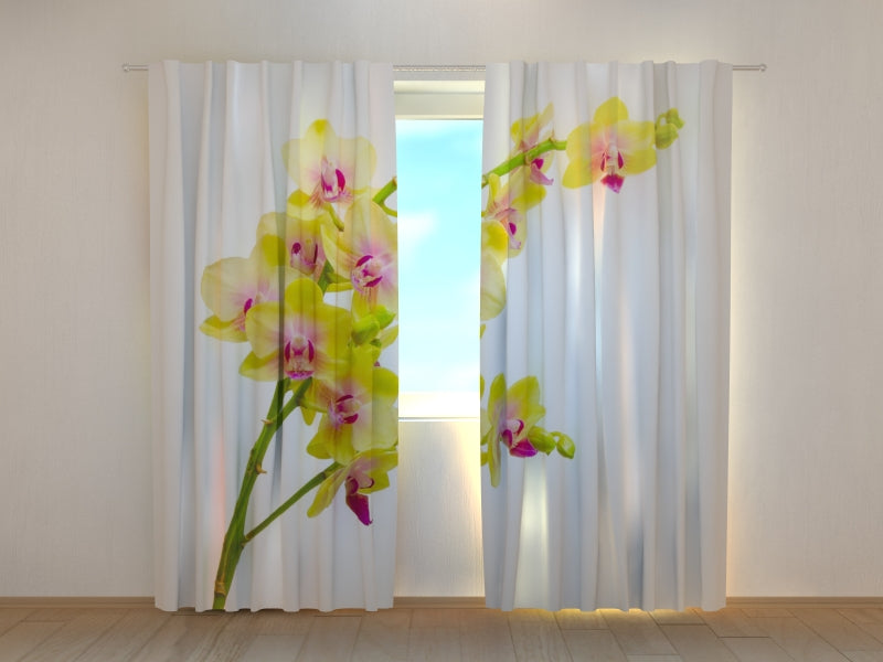 Foto Tende Orchidea Solare 2