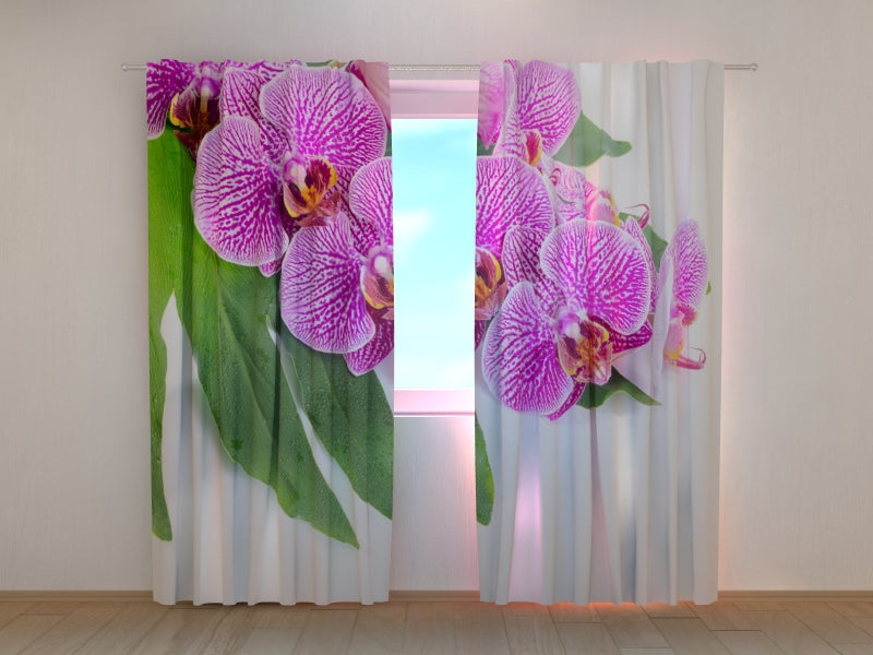 Foto Tende Orchidea Viola su Foglia Verde